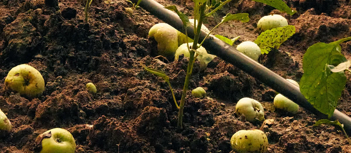 Compost y abono orgánico en huerta del sur de Chile