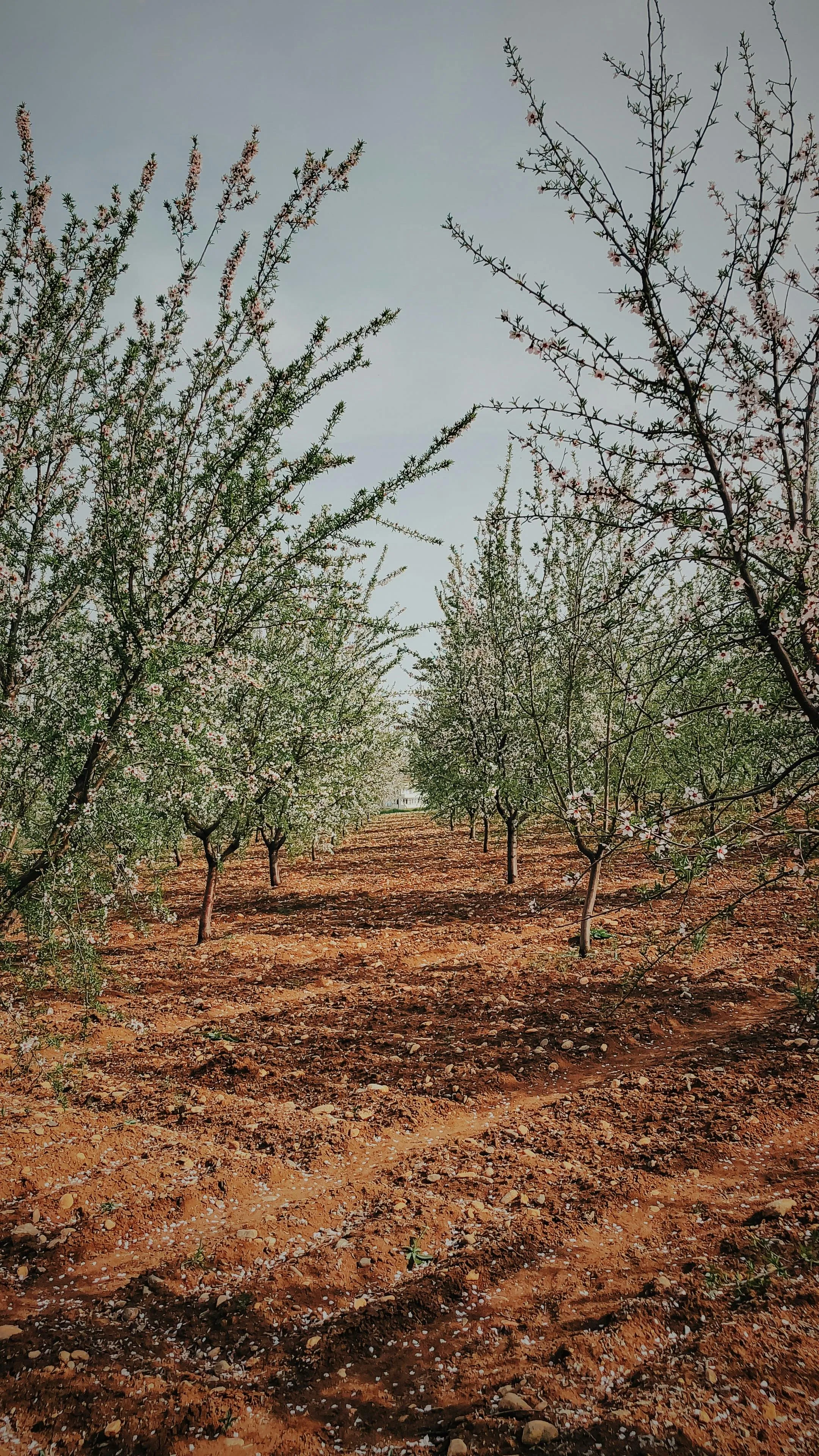 Frutales en parcela del sur de Chile