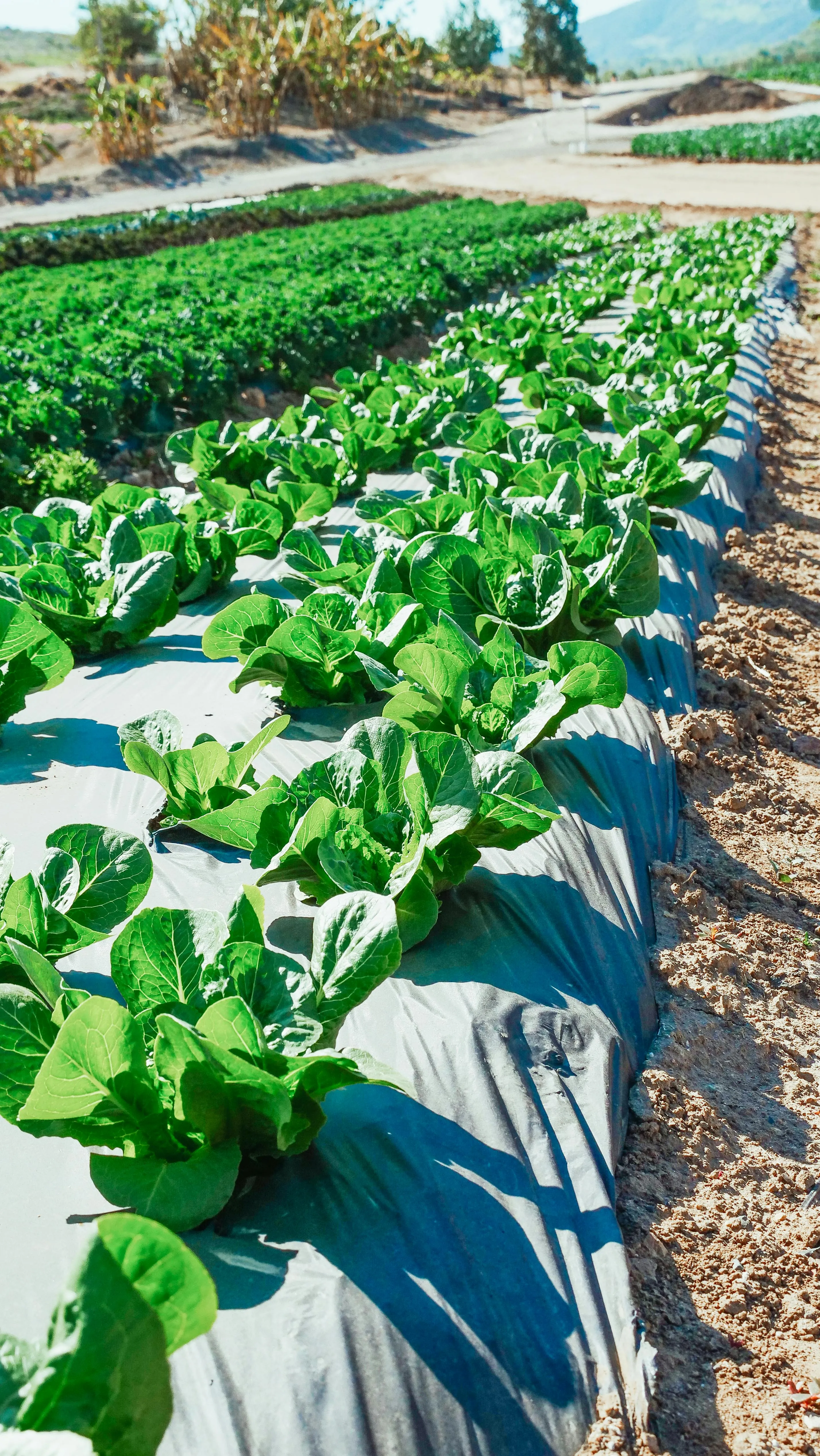 Huerta bajo plástico en parcela del sur de Chile