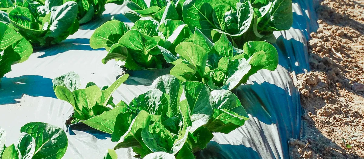 Huerta con cultivo protegido en parcela del sur de Chile