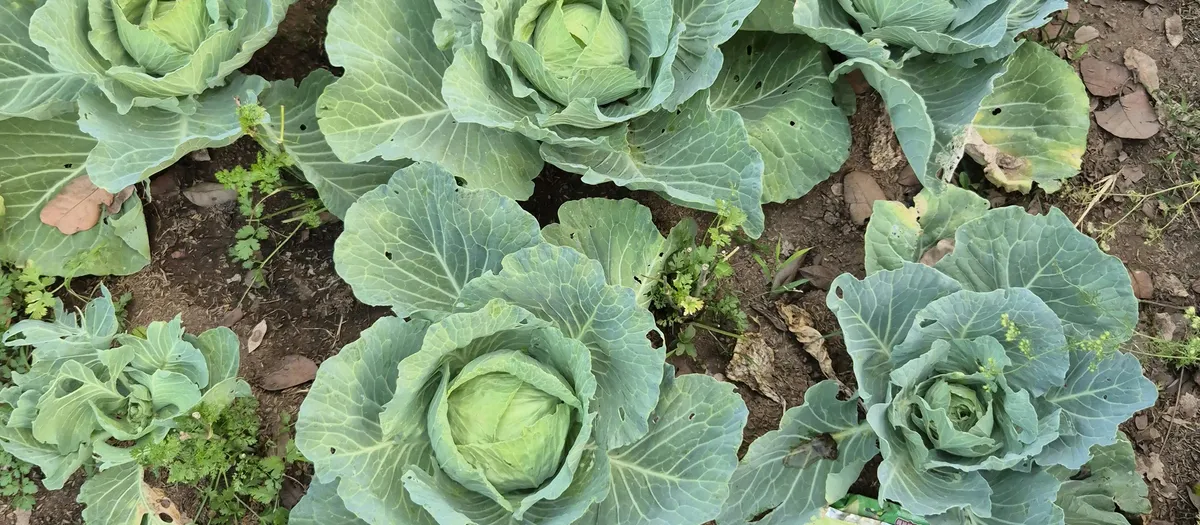 Cultivo de hortaliza en huerta del sur de Chile