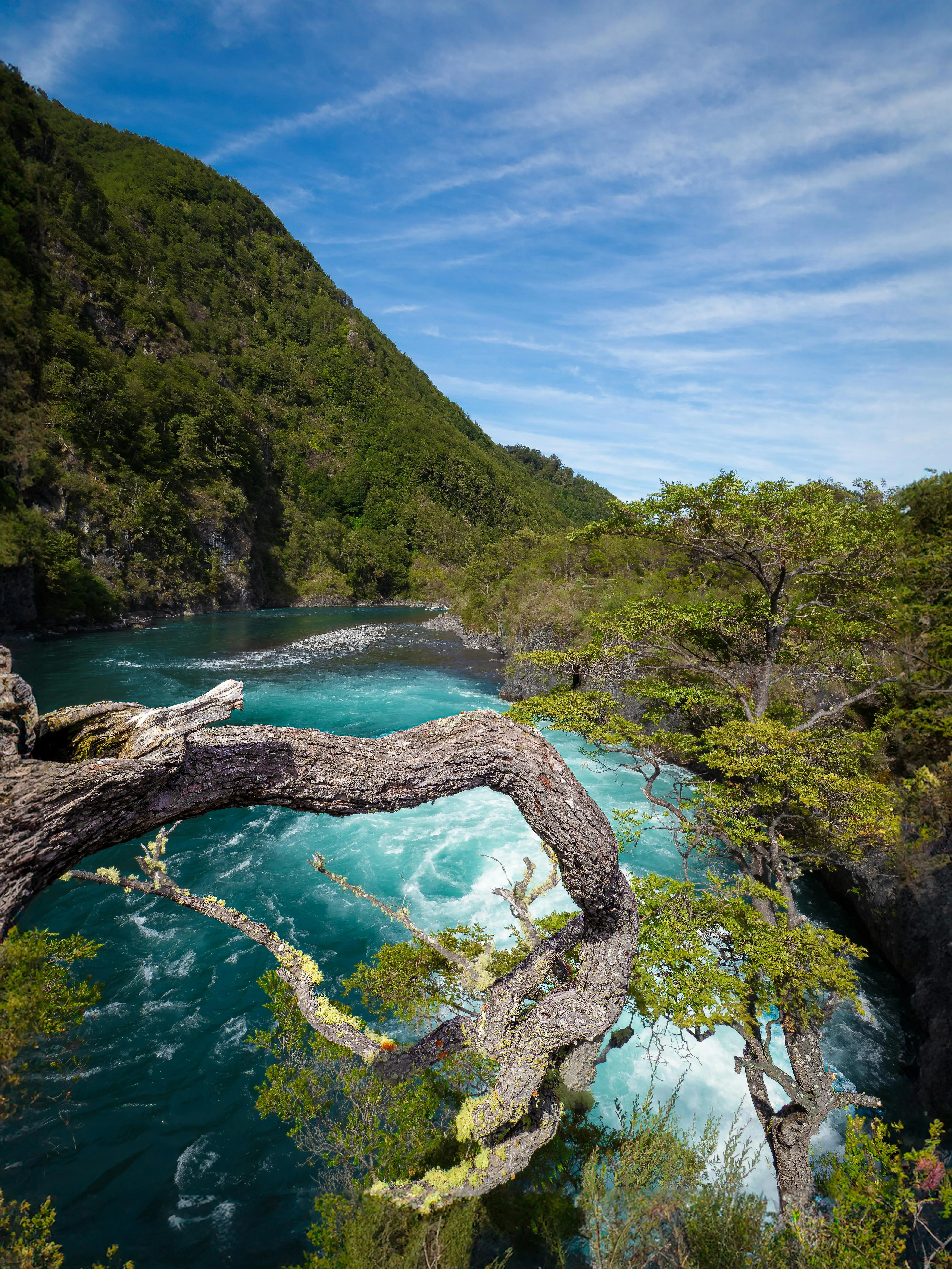 Río y vegetación nativa en el sur de Chile